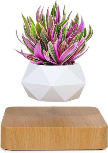 Best Levitating plants for home decor | glowvibes.co.uk